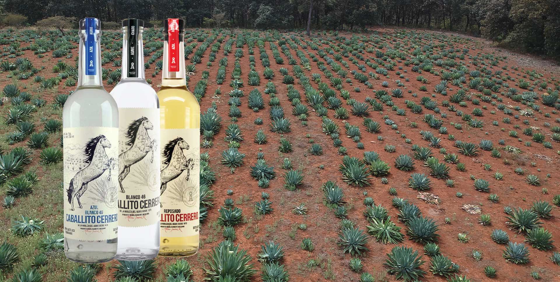 Tequila: The Quintessential Agave Spirit