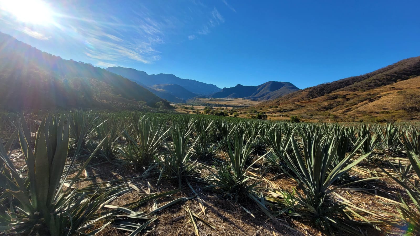 Mezcal: Discover Mexico’s Traditional Spirit