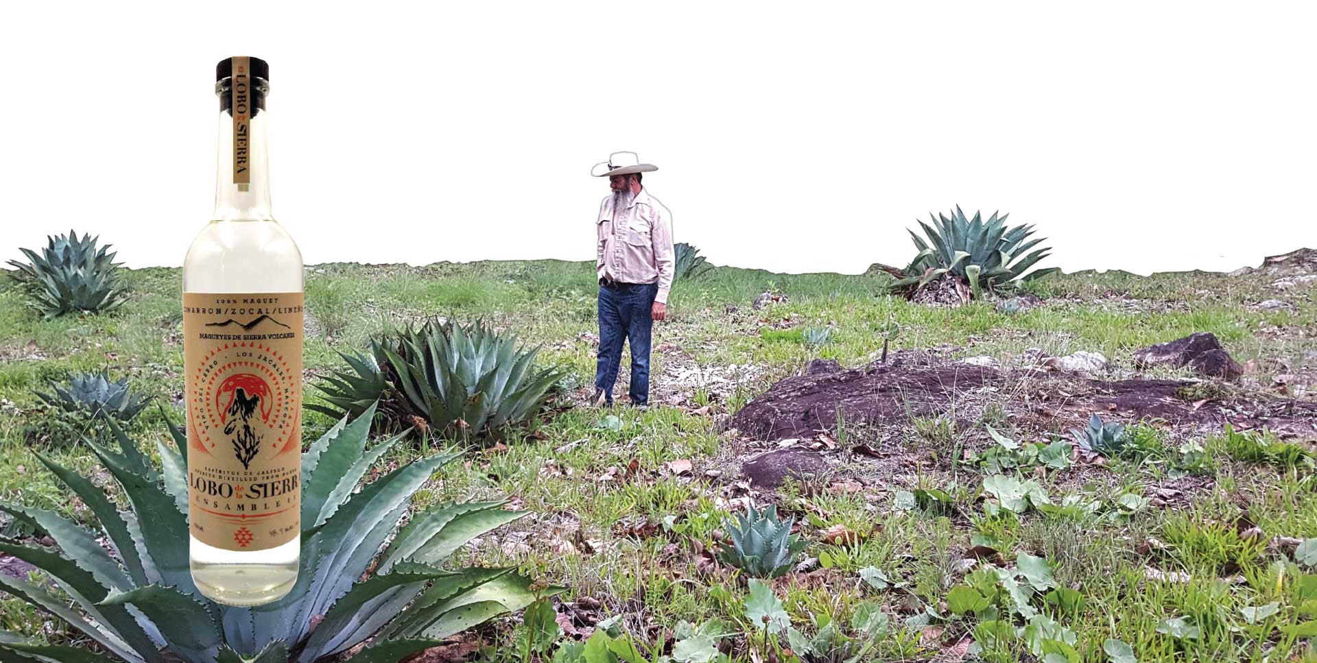 Bacanora: Discover the Distinctive Agave Spirit of Northern Mexico